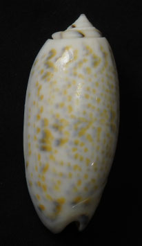 Oliva tricolor f. philantha  52.5mm F+++