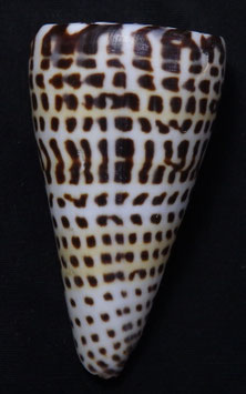 Conus litteratus  72.8mm F+++