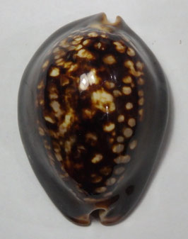 Cypraea mauritiana 64.1mm F+++