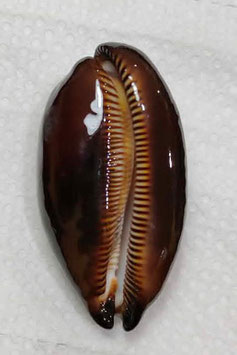 Cypraea  talpa 68.8mm F+++ ,