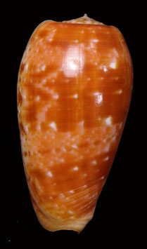 Conus (Textilia) bullatus 56.4mm F+++