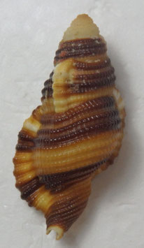 Cymatium (Septa) flaveolum  44.4mm F+++