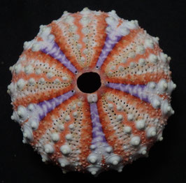 Coelopleurus maculatus  49.1mm F+++,