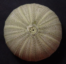 Psammechinus miliaris  54.9mm sea urchin test
