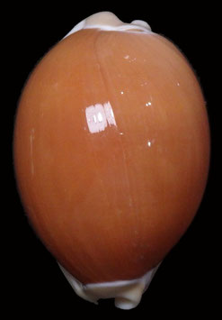 Callistocypraea aurantium  88.1mm F+++