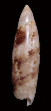 Terebellum terebellum f. nebulosum  36.4mm F+++