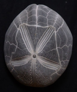 Metalia spatagus  76.6mm F+++ sea urchin test