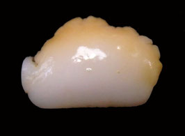 Tridacna squamosa wild clam  8.9mm x 4mm