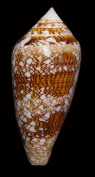 Conus telatus  59.5mm  F+++