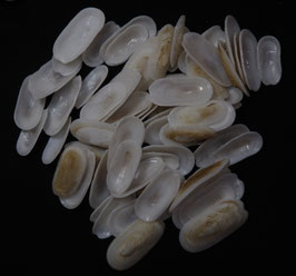 Scutus unquis  19.3mm - 35.6mm F+++