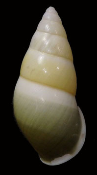 Amphidromus quadrasi solidus  41.4mm F+++