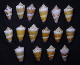 Conus floridulus  26.6mm - 34.6mm F+++
