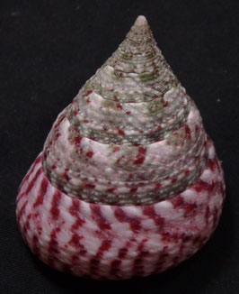 Tectus conus   55.6mm F+++