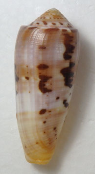 Conus circumcisus 66.7mm F+++