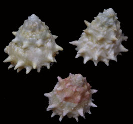 Astralium species  18.1mm- 23.7mm F++