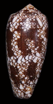 Conus omaria  61.4mm F+++