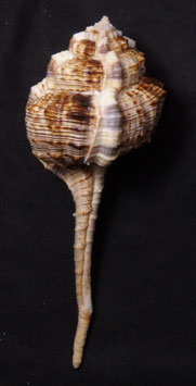 Haustellum haustellum 132.8mm F+++