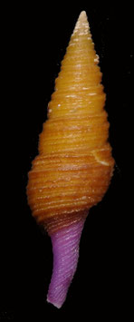 Gemmula lisajoni  42.2mm F++