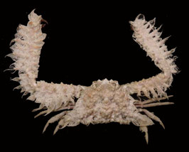 Parthenope  hoplonotus  30.8mm sea crabs taxidermy