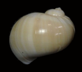 Naticarius orientalis  35.2mm F+++