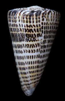 Conus litteratus  145.3mm F++/F+++