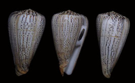 Conus suratensis  129.7mm F+++