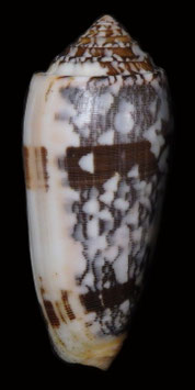 Conus striatus  88.1mm F+++