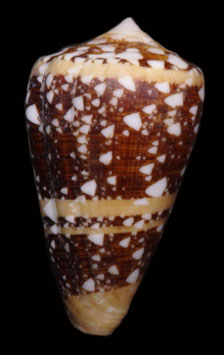 Conus ammiralis  66.7mm F+++