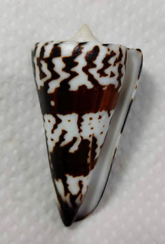 Conus generalis 67.1mm F+++