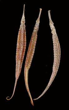 Sea dragon Phyllopteryx taeniolatus  149mm - 160mm sun dried