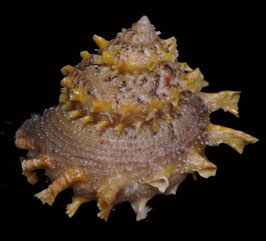 Bolma girgyllus  53.2mm F++/F+++
