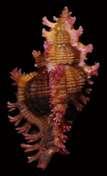 Chicoreus saulii  72.6mm F+++