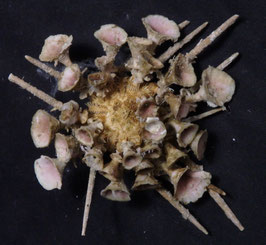 Goniocidaris clypeata  26mm fine preserved sea urchin