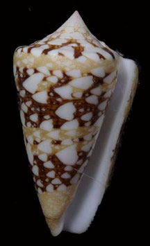Conus ammiralis 57.9mm F+++