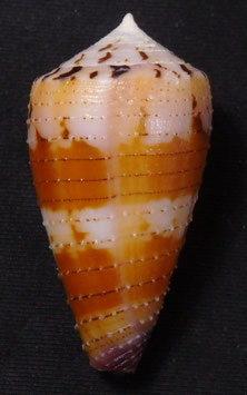 Conus circumactus  42.7mm F+++