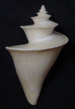 Thatcheria mirabilis  59.9mm F++/F+++