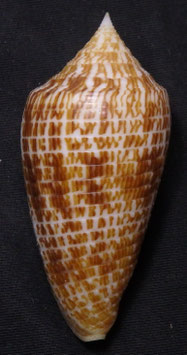 Conus armadillo  66.8mm F++