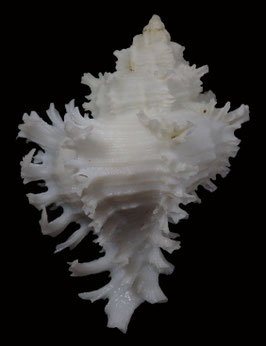 Hexaplex cichoreum 64.3mm F+++
