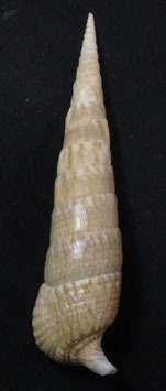 Pseudovertagus nobilis  136.6mm F++/F+++