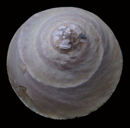 Xenophora   indica  73.7mm F+++