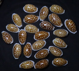 Cypraea cribraria 28mm - 35mm F+++