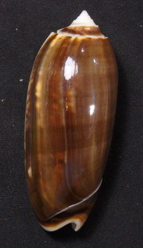 Oliva  miniacea marrati  64.7mm F+++