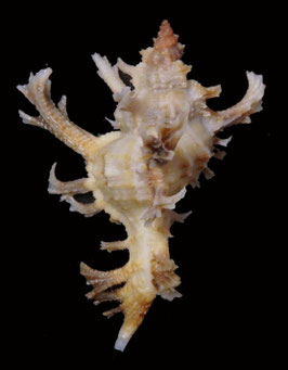 Chicoreus banksii  49.8mm F+++