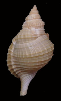 Distorsio reticulata  78.9mm F+++