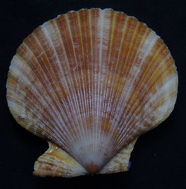 Mimachlamys gloriosa  70mm F+++