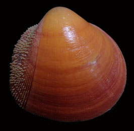 Nemocardium bechei  45.9mm F+++