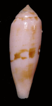 Conus viola 31.7mm F+++