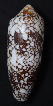 Conus episcopatus  101.3mm F++ big size