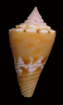 conus articulatus   19.5mm F++/F+++