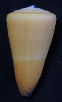 Conus emaciatus  47.2mm F+++